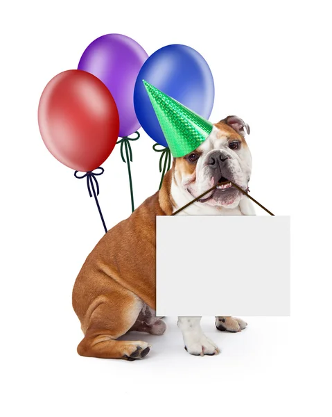 Bulldoggen-Welpe im Geburtstagshut — Stockfoto