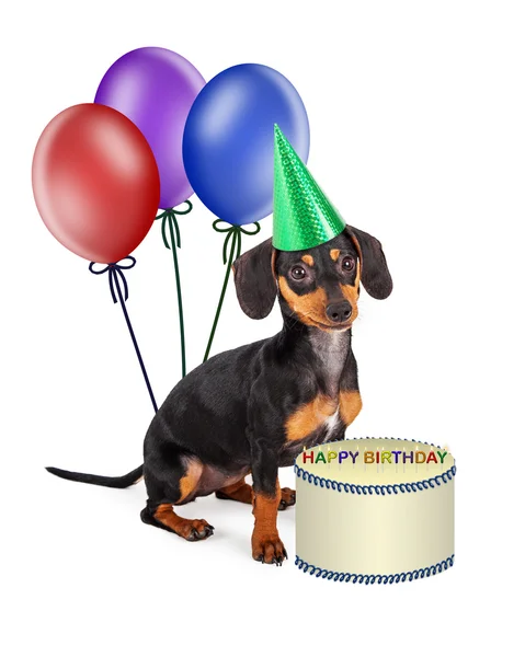 Dachshund breed puppy in party hat — Stock Photo, Image