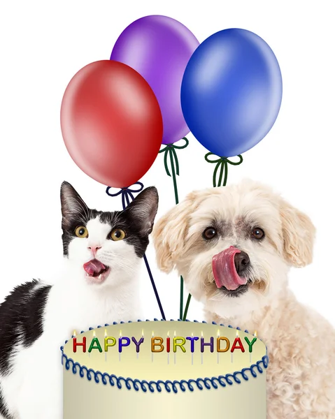 Anniversaire chien et chat lécher muselières — Photo