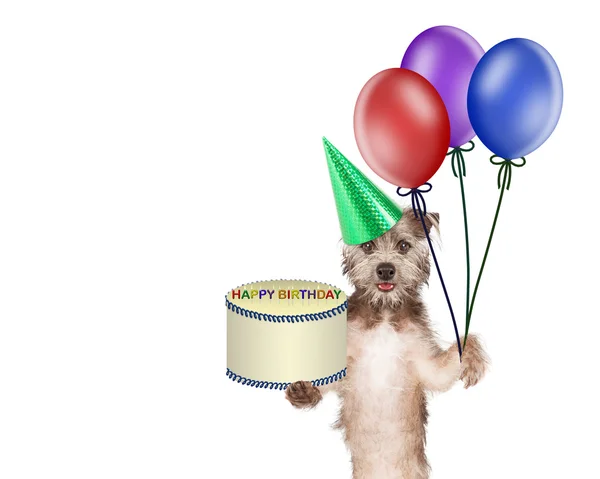 Leuke hond met cake van de kindverjaardag en ballonnen — Stockfoto
