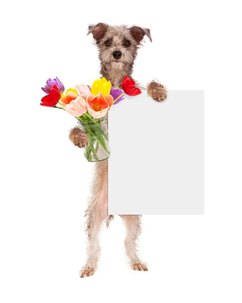 Dog with colorful tulip flowers — Stock Photo, Image