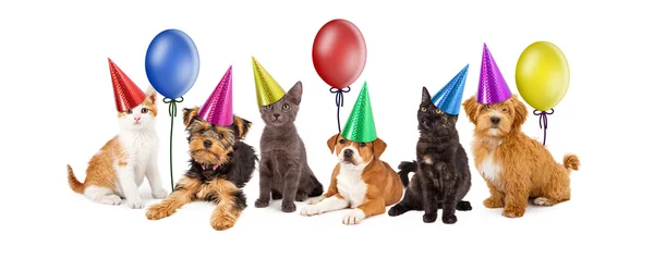 Welpen und Kätzchen in Partyhüten mit Luftballons — Stockfoto