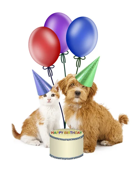 Cachorro y gatito en sombreros de cumpleaños —  Fotos de Stock