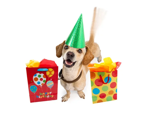 Lindo perro cachorro en sombrero de cumpleaños — Foto de Stock