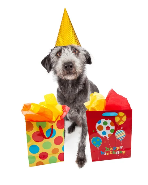 Cão mestiço Terrier em chapéu de aniversário — Fotografia de Stock