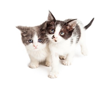 Küçük bebek kedi yavrusu birlikte