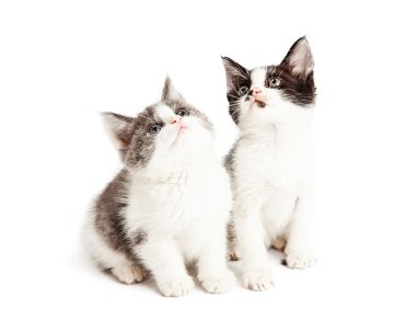 Birlikte oturan oynak yavru kedi