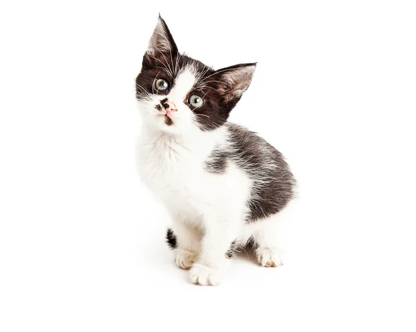 Schattige kleine zwart-wit Kitten — Stockfoto