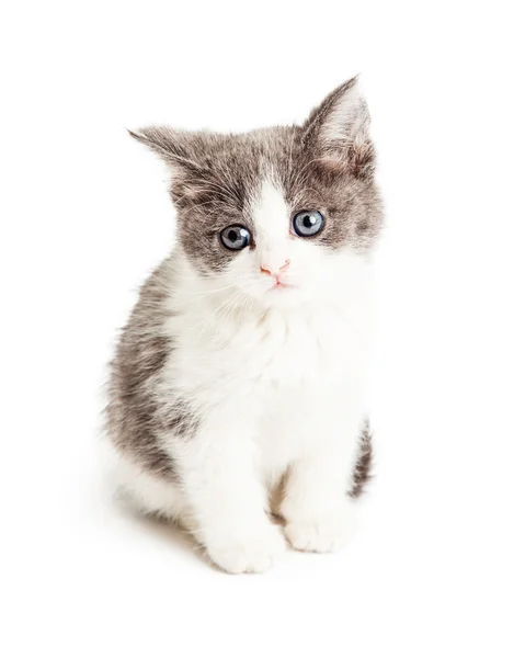 Adorabile gattino grigio e bianco — Foto Stock