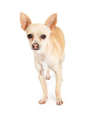 Dört gözle Chihuahua köpek