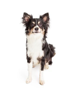 Özenli Chihuahua karışık doğurmak köpek