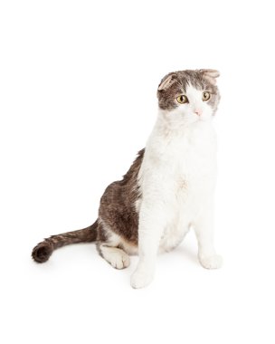 Yerli stenografi karışık cins kedi