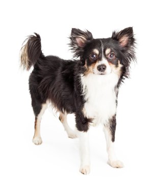 Chihuahua karışık doğurmak köpek