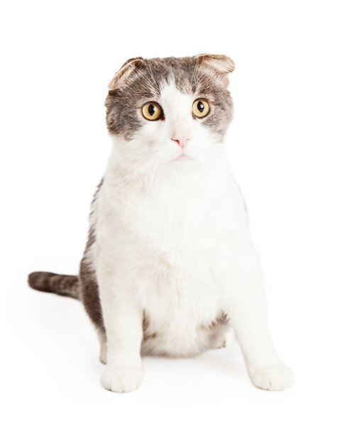 Domestic Shorthair Mixed Breed Cat