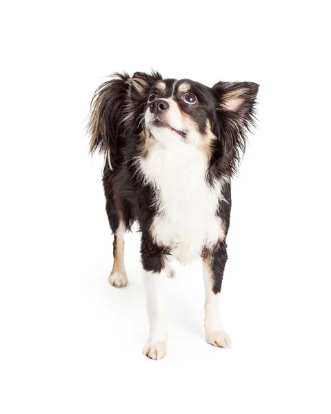 Chihuahua gemengd rashond — Stockfoto