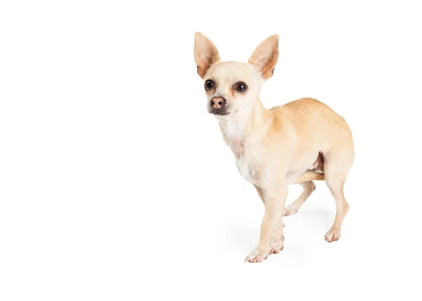 Verängstigter Chihuahua-Hund steht — Stockfoto