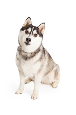 Meraklı Sibirya Husky köpek
