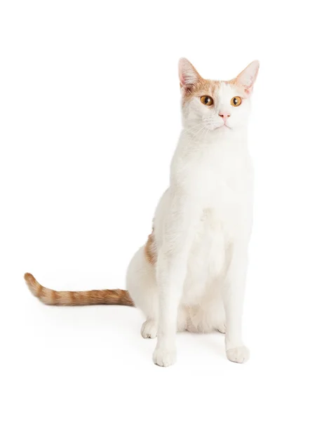 Домашняя шерстяная кошка смешанной породы — стоковое фото