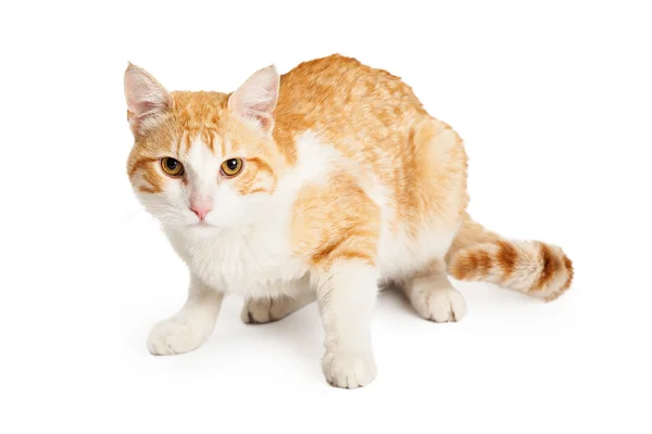 Naranja taquigrafía mixta raza gato —  Fotos de Stock