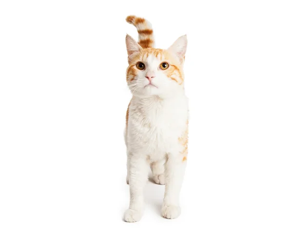 Orange and White Cat Looking Up — Stock Photo, Image