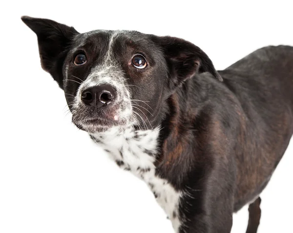 Avustralyalı çoban karışık doğurmak köpek — Stok fotoğraf