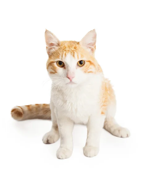 Orange Stenografien blandras katt — Stockfoto