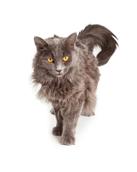Grey Longhair Cat With Yellow Eyes — Stock Photo, Image