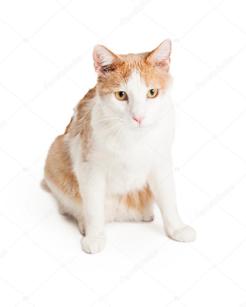 Domestic Shorthair Mixed Breed Cat Stock Photo C Adogslifephoto