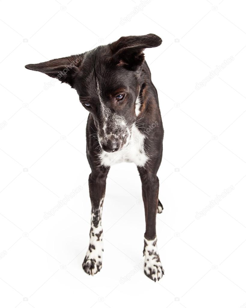 갓 태어난 치와와, 회색 강아지. 눈이 스톡 사진 1923746570 | Shutterstock, image size:819x1024