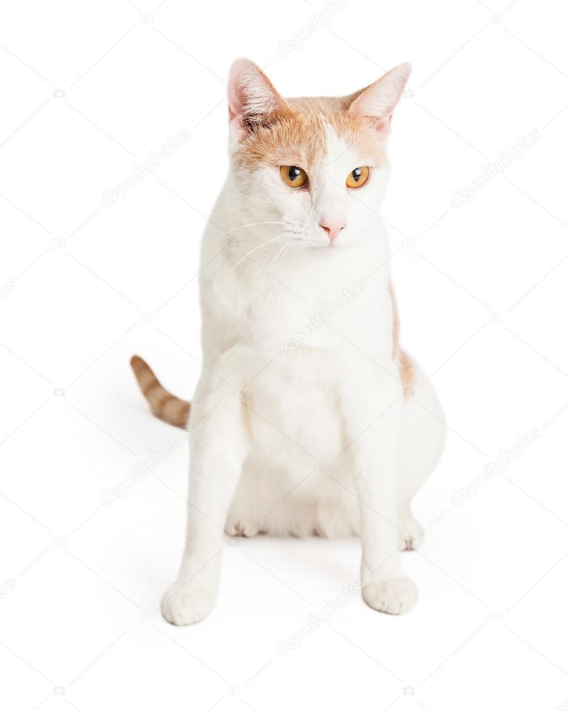 Shorthair Mixed Breed Cat Sitting Stock Photo C Adogslifephoto