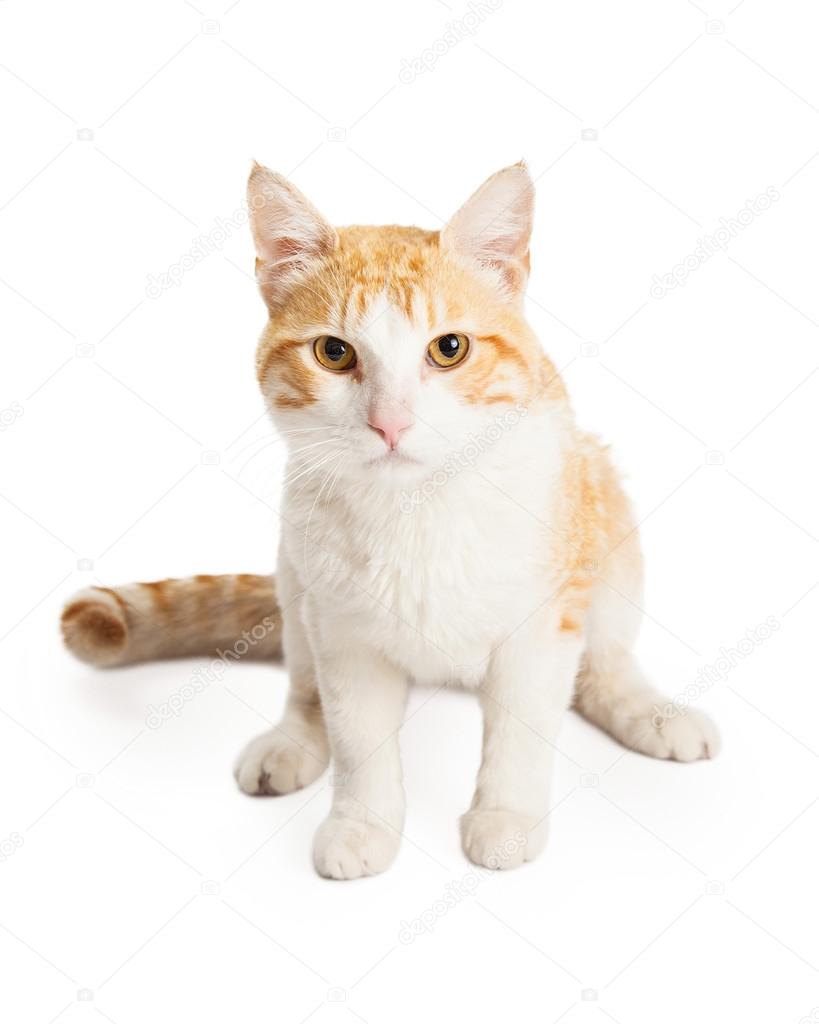 Orange Shorthair Mixed Breed Cat Stock Photo C Adogslifephoto