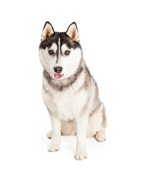 Великий дорослий сибірський хаскі собака — стокове фото