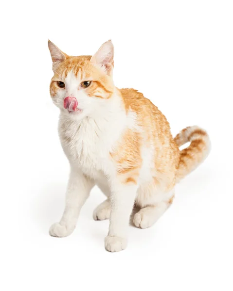 Turuncu ve beyaz kedi Dudak yalama — Stok fotoğraf