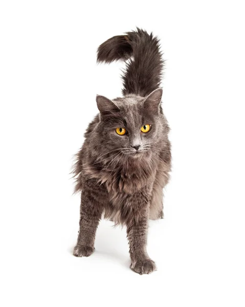 Pretty Grey Cat Walking Forward — Stock Photo, Image