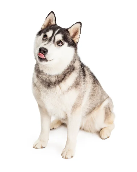Siberische Husky hond likken lippen — Stockfoto