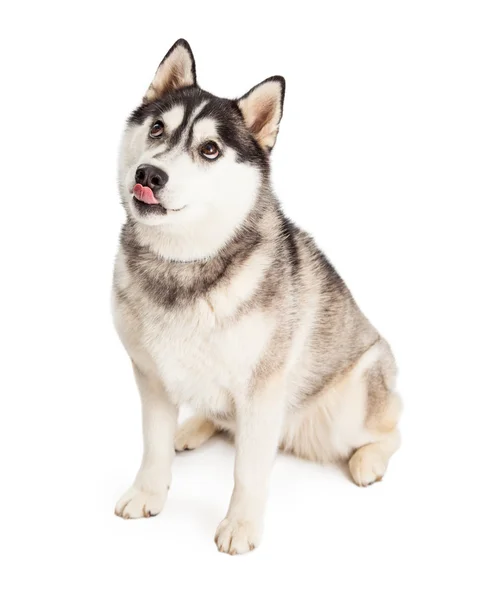 Siberiano Husky perro lamiendo labios — Foto de Stock