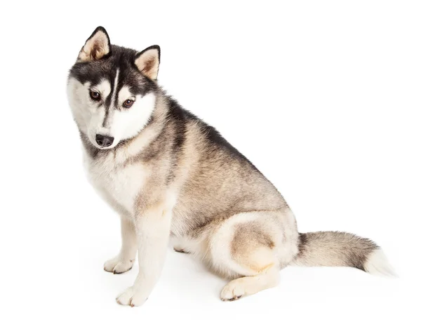 Siberische Husky hond — Stockfoto