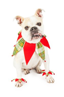 Festival Bulldog soytarı gibi giyinmiş