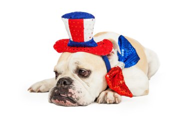Bulldog giyen Amerikalı Temmuz'u şapka