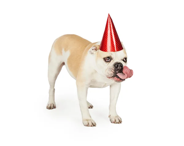 Födelsedagen Bulldog sticker ut tungan — Stockfoto