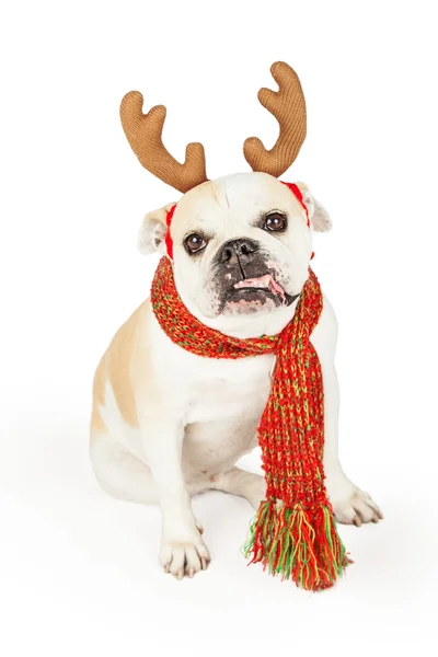 Happy Bulldog dressed as reindeer — Stock Photo, Image