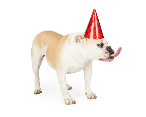 Födelsedagen Bulldog sticker ut tungan — Stockfoto