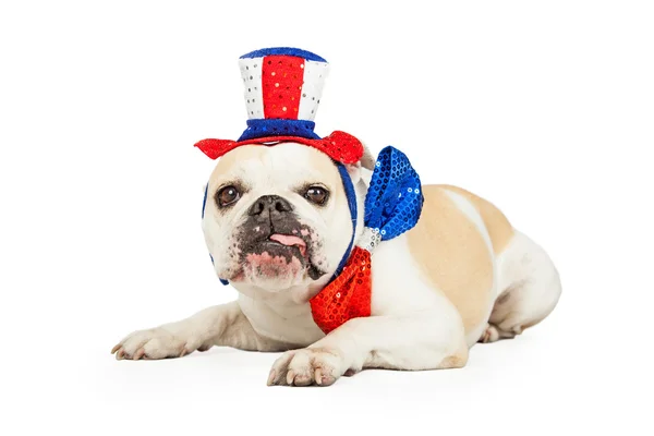 Independence Day Bulldog — Stockfoto