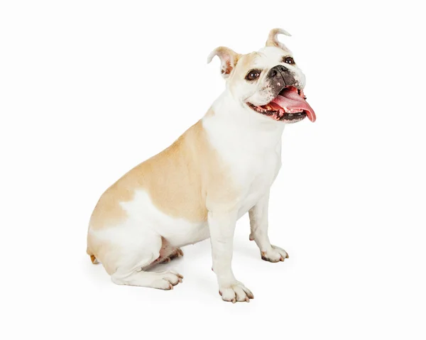 Bulldog com língua pendurada — Fotografia de Stock
