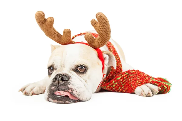 Tired Christmas Reindeer Dog — Stock Photo, Image