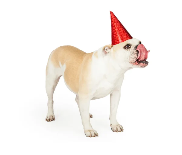 Cumpleaños Bulldog Sticking Out Lengua Imagen De Stock