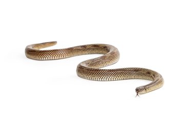 Apalachicola Kingsnake ileri Slithering