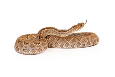 Aruba Rattlesnake With Forked Tongue clipart