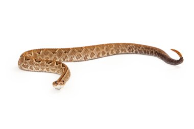 Aruba çıngıraklı yılan düz gövdeli