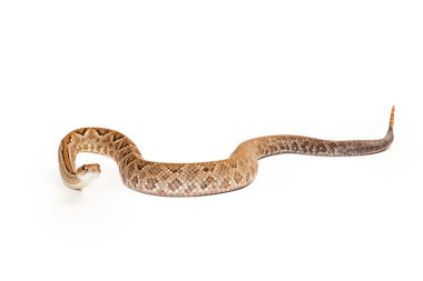 Aruba Rattlesnake With Straight Body clipart